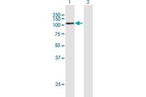 Western Blot analysis of GPAM expression in transfected 293T cell line by GPAM MaxPab polyclonal antibody.
