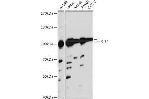Western blot analysis of extracts of various cell lines, using RTF1 antibody (ABIN7270107) at 1:1000 dilution. (RTF1 anticorps  (AA 300-400))