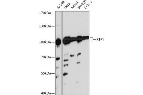 RTF1 抗体  (AA 300-400)