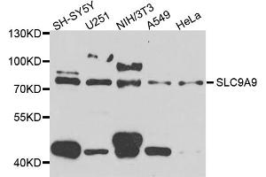 Western blot analysis of extracts of various cell lines, using SLC9A9 antibody (ABIN5974556) at 1/1000 dilution. (SLC9A9 anticorps)