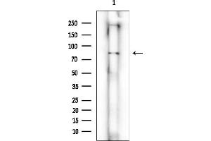 Western blot analysis of lysates from Rat testis, using CD19 Mouse Monoclonal Antibody at 1/1000 dilution.