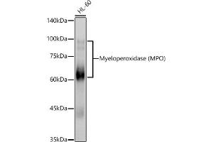 Western blot analysis of extracts of HL-60 cells, using Myeloperoxidase (MPO) antibody (ABIN6128315, ABIN6143964, ABIN6143965 and ABIN6217844) at 1:1000 dilution. (Myeloperoxidase anticorps  (AA 50-310))