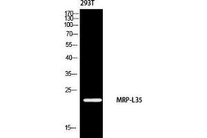 Western Blot (WB) analysis of 293 using MRP-L35 antibody. (MRPL35 anticorps)