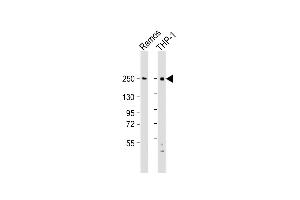 All lanes : Anti-DOCK8 Antibody (C-Term) at 1:2000 dilution Lane 1: Ramos whole cell lysate Lane 2: THP-1 whole cell lysate Lysates/proteins at 20 μg per lane. (DOCK8 anticorps  (AA 2056-2090))