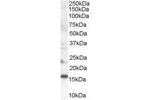 Western Blotting (WB) image for anti-SH2 Domain Containing 1A (SH2D1A) (AA 99-112) antibody (ABIN297646) (SH2D1A anticorps  (AA 99-112))