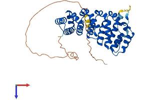 AlphaFold protein structure predicition of Human Recombinant ARMC10 Protein, UniprotID Q8N2F6