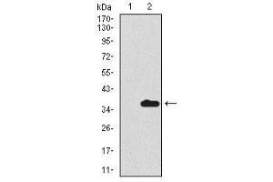 Image no. 2 for anti-Secretoglobin, Family 1A, Member 1 (Uteroglobin) (SCGB1A1) antibody (ABIN1491296) (SCGB1A1 anticorps)
