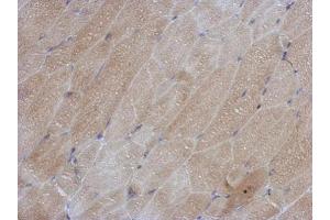 IHC-P Image Immunohistochemical analysis of paraffin-embedded mouse muscle, using SOD1, antibody at 1:500 dilution. (SOD1 anticorps  (C-Term))