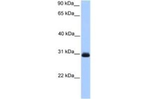 Western Blotting (WB) image for anti-Hydroxyacylglutathione Hydrolase (HAGH) antibody (ABIN2463633) (HAGH anticorps)