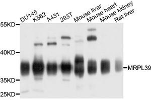 Western blot analysis of extracts of various cell lines, using MRPL39 antibody (ABIN4904420) at 1:1000 dilution. (MRPL39 anticorps)