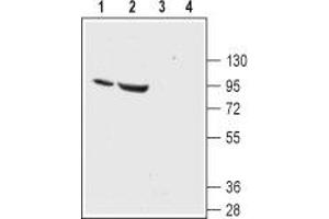 Western blot analysis of rat (lanes 1 and 3) and mouse (lanes 2 and 4) kidney lysates: - 1,2.