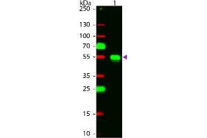 Western Blot of Chicken anti-Rabbit IgG Rhodamine Conjugated Secondary Antibody. (Poulet anti-Lapin IgG (Heavy & Light Chain) Anticorps (TRITC) - Preadsorbed)
