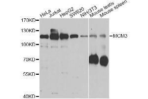Western blot analysis of extracts of various cell lines, using MCM3 antibody (ABIN5970419) at 1/1000 dilution. (MCM3 anticorps)