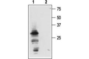 Western blot analysis of mouse submandibular glands (SMGs): - 1. (Nerve Growth Factor anticorps  (Pro-Domain))