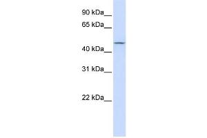 Western Blotting (WB) image for anti-Carbohydrate (N-Acetylglucosamine 6-O) Sulfotransferase 6 (CHST6) antibody (ABIN2459242)