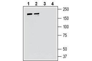 Western blot analysis of human Jurkat T-cell leukemia cell line lysate (lanes 1 and 3) and human MCF-7 breast adenocarcinoma cell line lysate (lanes 2 and 4): - 1, 2. (IQGAP1 anticorps  (Intracellular))