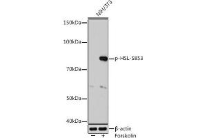 Western blot analysis of extracts of NIH/3T3 cells, using Phospho-HSL-S853 Rabbit mAb (ABIN7268280) at 1:1000 dilution. (LIPE anticorps  (pSer853))