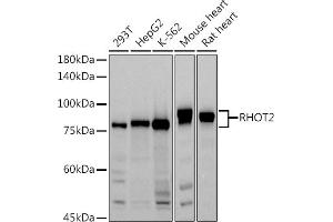 RHOT2 antibody  (AA 280-480)