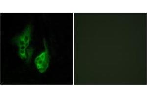 Immunofluorescence (IF) image for anti-Opsin 5 (OPN5) (AA 251-300) antibody (ABIN2890954) (OPN5 anticorps  (AA 251-300))