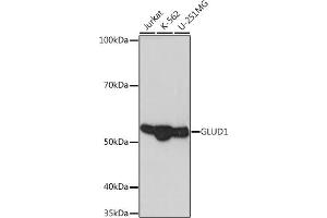 Western blot analysis of extracts of various cell lines, using GLUD1 Rabbit mAb (ABIN7267411) at 1:1000 dilution.