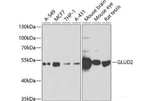 Western blot analysis of extracts of various cell lines using GLUD2 Polyclonal Antibody at dilution of 1:1000. (GLUD2 anticorps)