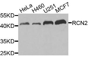 Western blot analysis of extracts of various cells, using RCN2 antibody. (RCN2 anticorps)