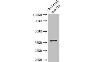 Western Blot Positive WB detected in: Mouse skeletal muscle tissue All lanes: DNAJB6 antibody at 2. (DNAJB6 anticorps  (AA 208-326))