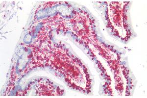 Immunohistochemistry staining of human small intestine (paraffin-embedded sections) with anti-CD45 (MEM-28), 10 μg/mL.