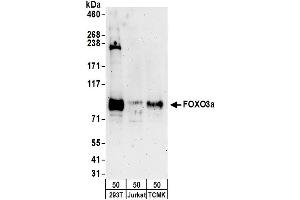 Western Blotting (WB) image for anti-Forkhead Box O3 (FOXO3) (AA 250-300) antibody (ABIN7454631)