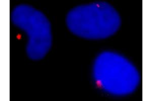 Immunofluorescence (IF) image for anti-Pericentrin (PCNT) (AA 175-225) antibody (ABIN7448392)