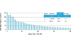 anti-N-terminal EF-Hand Calcium Binding Protein 1 (NECAB1) antibody