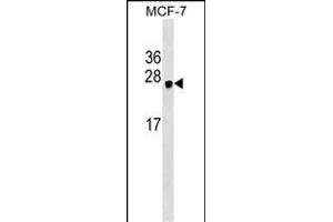 HEBP1 Antibody (N-term) (ABIN1539354 and ABIN2848902) western blot analysis in MCF-7 cell line lysates (35 μg/lane). (HEBP1 anticorps  (N-Term))