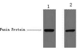 Western Blot analysis of 1 μg V5 fusion protein using V5-Tag Monoclonal Antibody at dilution of 1) 1:5000 2) 1:10000. (V5 Epitope Tag anticorps)