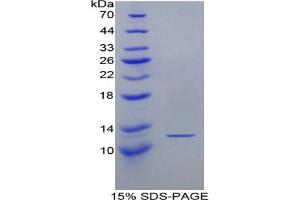 SDS-PAGE analysis of Mouse Lymphotactin Protein. (XCL1 Protéine)