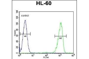 ENTPD3 Antibody (C-term) (ABIN654673 and ABIN2844368) flow cytometric analysis of HL-60 cells (right histogram) compared to a negative control (left histogram).