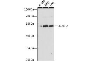 Western blot analysis of extracts of various cell lines, using CD2BP2 antibody  at 1:1000 dilution. (CD2BP2 anticorps  (AA 1-341))
