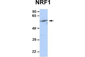 Human 293T There is BioGPS gene expression data showing that NRF1 is expressed in HEK293T