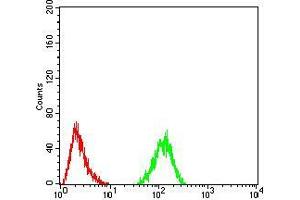 Flow cytometric analysis of Hela cells using RAD50 mouse mAb (green) and negative control (red).