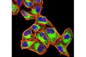 Immunofluorescence analysis of Hela cells using FGL1 mouse mAb (green). (FGL1 anticorps  (AA 23-312))
