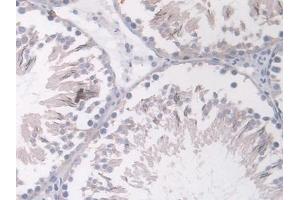 Detection of ANGPT1 in Rat Testis Tissue using Polyclonal Antibody to Angiopoietin 1 (ANGPT1)