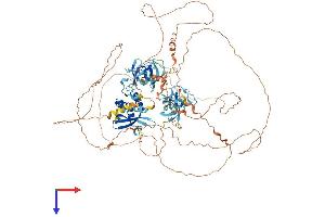 AlphaFold protein structure predicition of Human Recombinant SH3PXD2B Protein, UniprotID A1X283