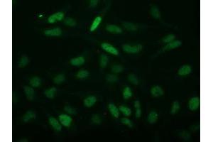 Image no. 4 for anti-Chromosome 2 Open Reading Frame 40 (C2orf40) antibody (ABIN1497047) (C2orf40 anticorps)