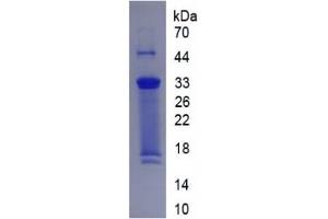 SDS-PAGE of Protein Standard from the Kit (Highly purified E.