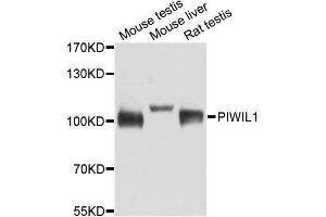 Western blot analysis of extracts of various cell lines, using PIWIL1 antibody. (PIWIL1 anticorps)