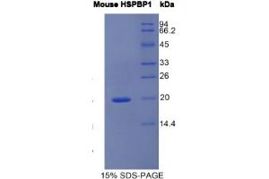 SDS-PAGE analysis of Mouse HSPBP1 Protein. (HSPBP1 Protéine)