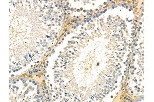 Phospho-ID2 (Thr27) Antibody at 1/100 staining Rat testis tissue by IHC-P. (Id2 anticorps  (pThr27))