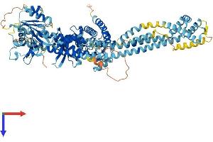 AlphaFold protein structure predicition of Human Recombinant DSTYK Protein, UniprotID Q6XUX3