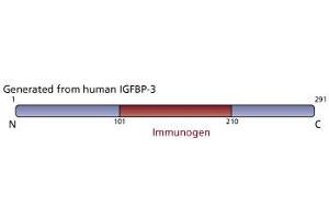 Image no. 4 for anti-Insulin-Like Growth Factor Binding Protein 3 (IGFBP3) (AA 101-210) antibody (ABIN968565)