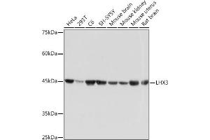 Western blot analysis of extracts of various cell lines, using LHX3 Rabbit mAb (ABIN7268262) at 1:1000 dilution. (LHX3 anticorps)