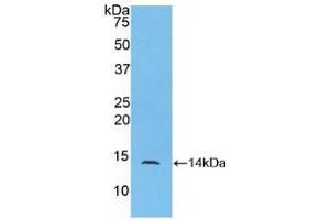 Western blot analysis of recombinant Mouse MPIF2. (CCL24 anticorps  (AA 27-119))